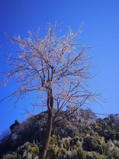 一大波美图正在向你袭来！鹰潭的雾凇让你一秒入仙境！
