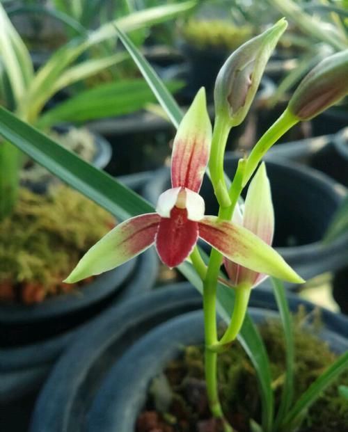  #驱蚊草#珍品山茶花“六角大红”，花大色艳，娇艳美丽，实属养花首选