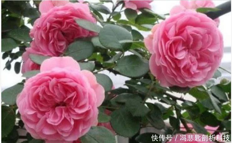 『娇艳』最受欢迎的“4种花”，花朵娇艳、花期长，开花耀眼，人见人爱！
