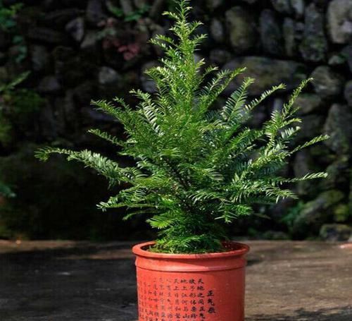  「包烟」红豆杉易成活，少抽2包烟，养1盆在阳台，净化空气美化环境