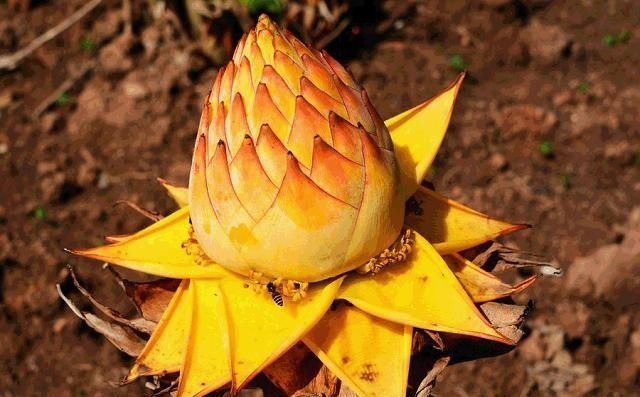  #金花#野外看到这“金花”，请别乱挖，目前极为珍贵，130元一斤