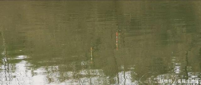 『拿走』“鲢鳙总闹窝,钓起却不能拿走”,玩黑坑最怕遇到这4件事