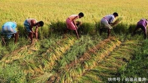  大国|同样是人口大国，为何中国满世界买粮食，印度却不断出口卖