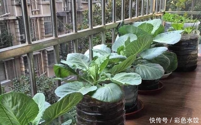 懒人■阳台种几盆懒人菜,长的特别快,天天轮流吃,买菜少出门