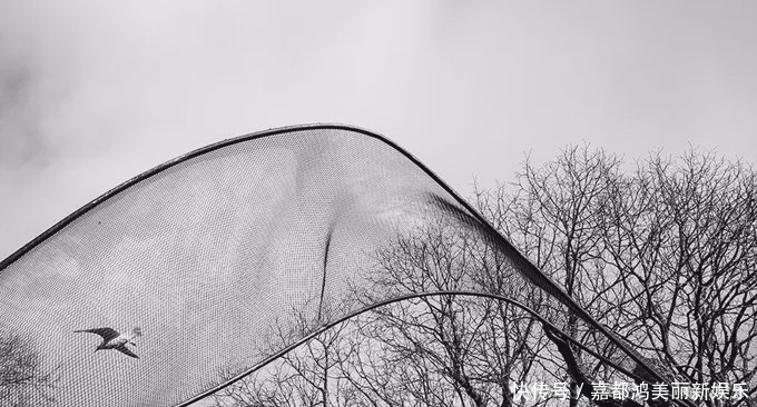  摄影师■对摄影师而言，摒弃色彩会让视觉效果更加纯粹