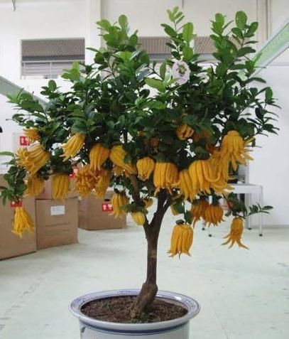 芳香■佛手成熟是颜色金黄,并能时时溢出芳香,状如手指