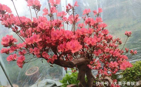  陌生：杜鹃花养不好，掉叶子开花少，做好“两补”，促开花还不掉叶