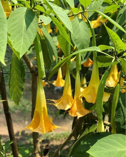  【要你命】这花长得好，分泌出的汁液可以要你命，在家不要养