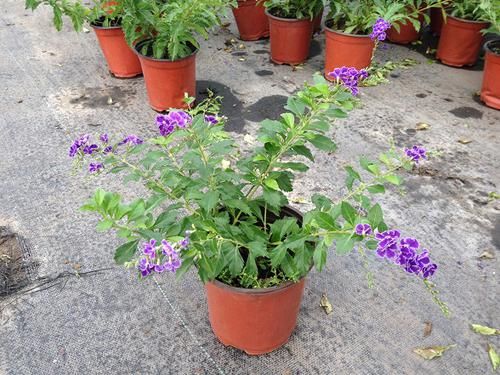  美观大方■家里阳台还空着？推荐这六种好养活的植物，能净化空气，美观大方