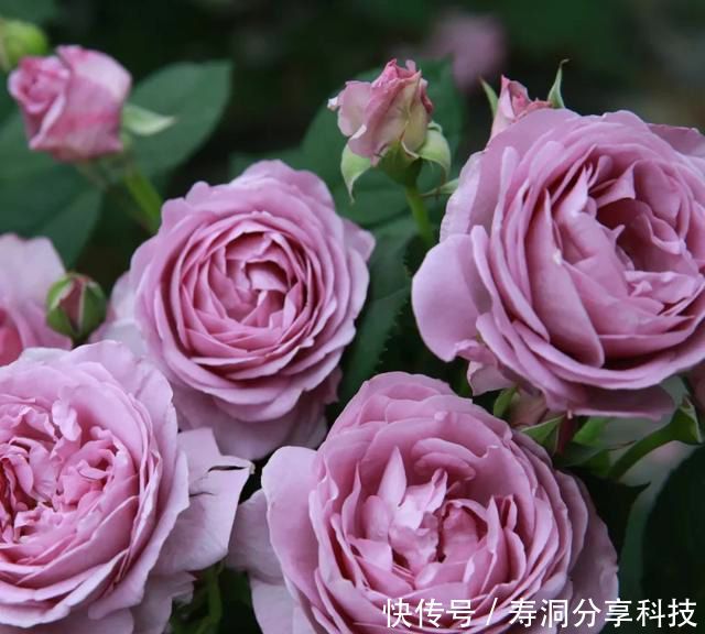 「品种」梦幻悠长,无法抗拒,月季的那抹蓝紫色美得清凉又高级!