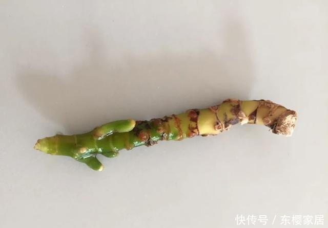 #试试#养不好的花,试试无土水培,几天长出大白根,还能开花呢!