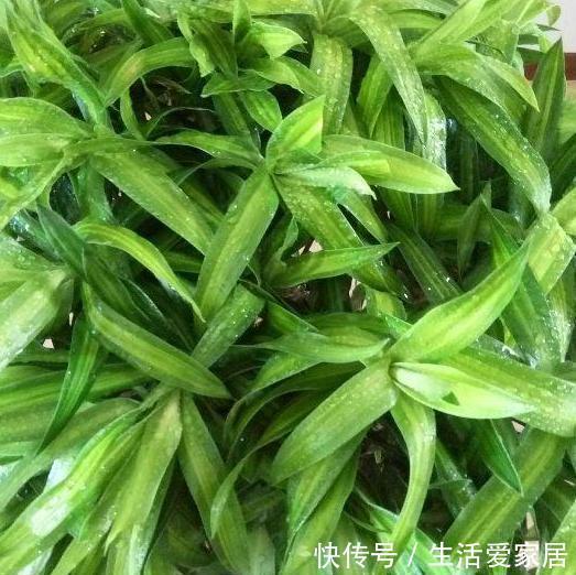  解决|夏天卫生间异味过重，感到要崩溃？盆栽上它，轻松解决困扰