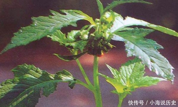 农村一种野菜，被誉为“革命菜”，价值极高