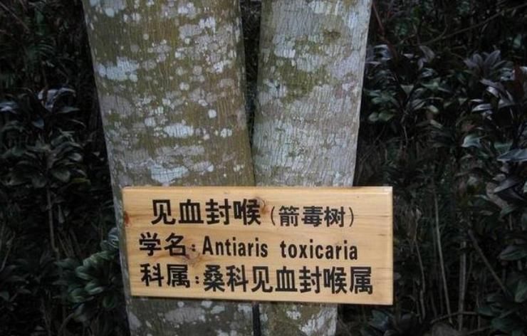 【大树】世界上最毒的树，中毒者在短时间内死亡，被人称为“见血封喉”