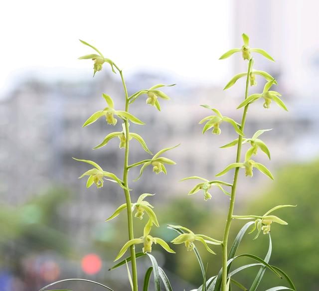  『盆面』兰花盆面铺水苔，叶片被捂发黄变黑还有救吗？老司机教你5招