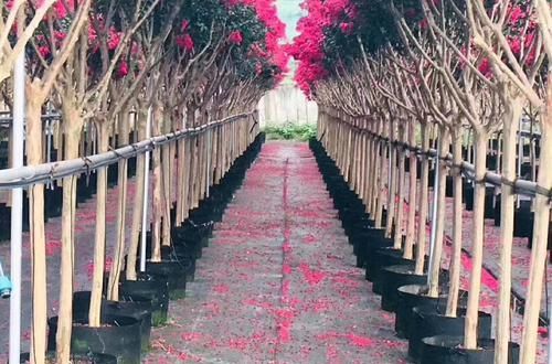 「世界」造型紫薇'观音花瓶'开花盛景,真是一花一世界,一岁一枯荣