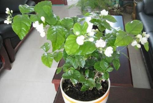 【春天】养花,这两种盆栽要下“死手”,越剪越旺,害虫压根不敢来!
