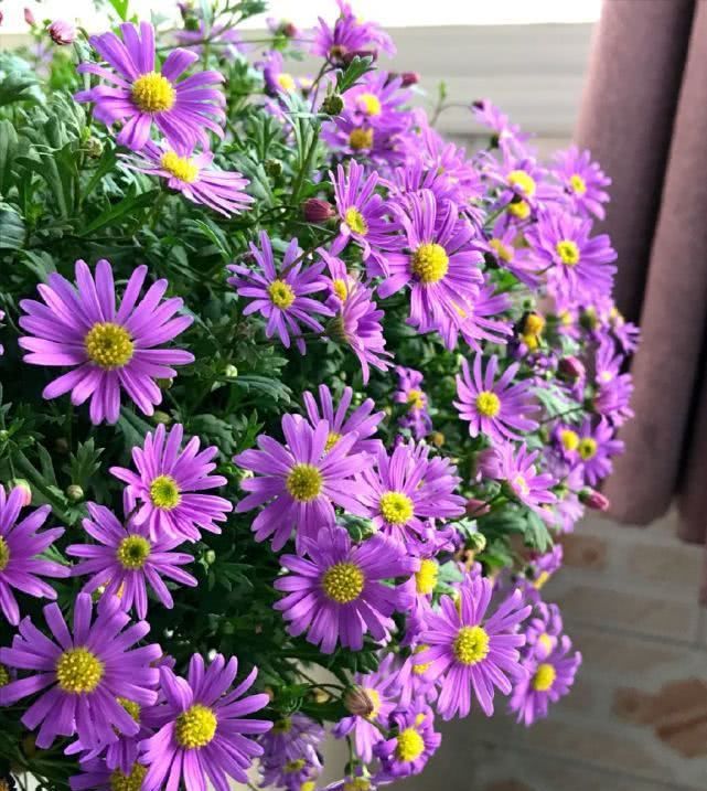 『开花爆盆』此盆栽花号称“开花机器”,四季花开不停,爆盆容易还很好养