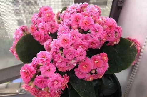  香喷喷：这四种花是天然的香水，家里养一盆，满屋香喷喷