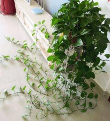  「营养」养绿萝、吊兰，掌握“关键4点”，不烂根、不黄叶，新芽蹭蹭长！