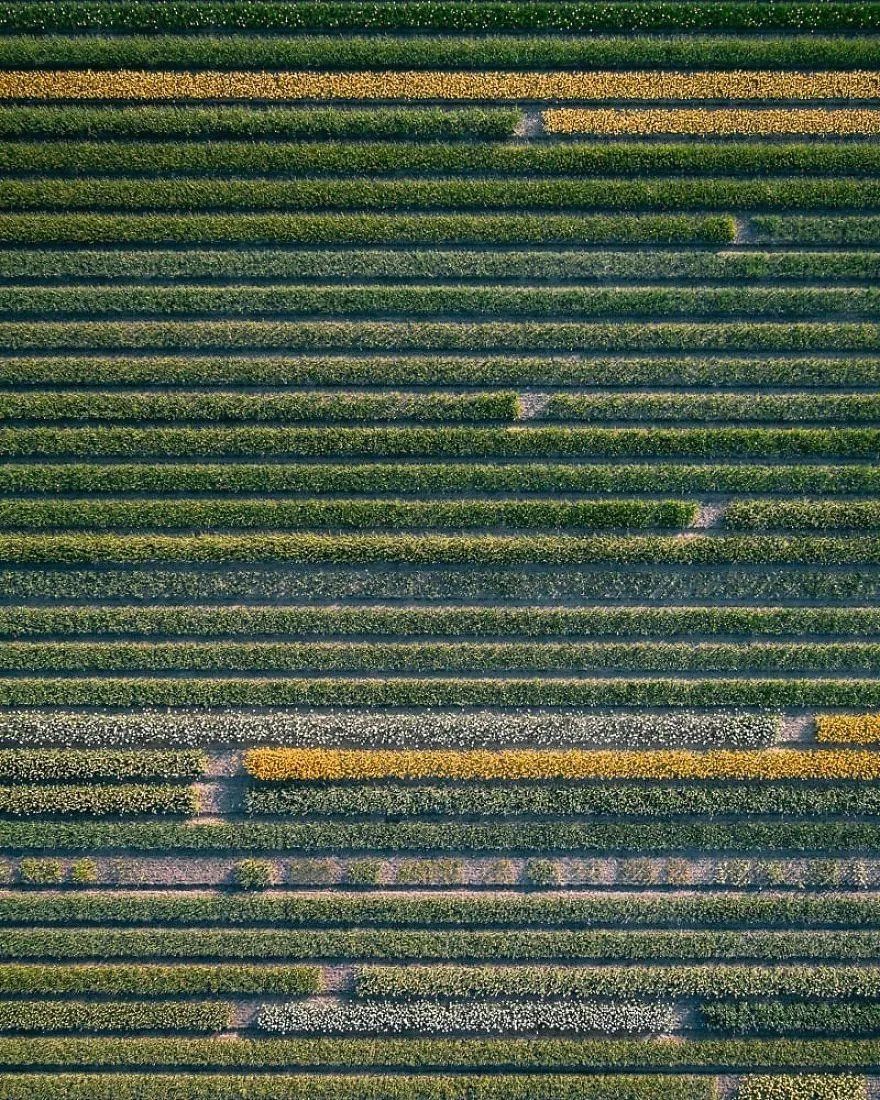 【每日美图】上帝视角下的郁金香田