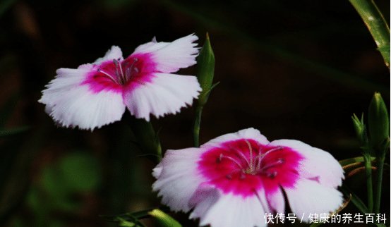 「名字」石竹这可不是一种竹子的名字,它是一朵美丽的花儿呀