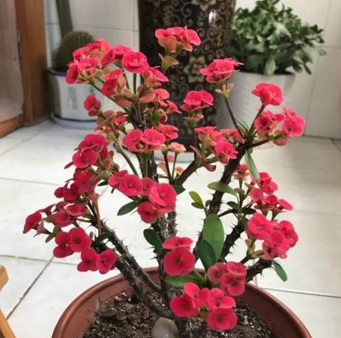  『家里』这种植物好活易养还有观赏性，把它养在家里，比养绿萝好多了