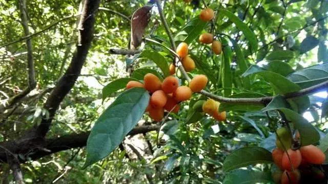  [良药]农村一种常见植物，农村娃当零食吃，却不知是治蛇伤良药