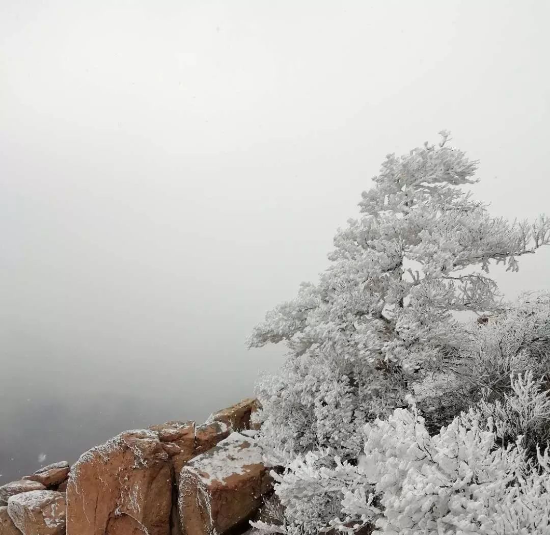 潍坊喜迎新年第一场雪！这里的雪景最好看！