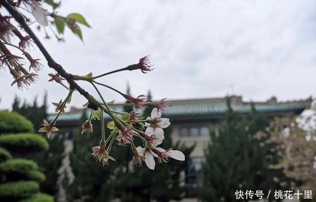 湖北武汉何止只是武汉大学的樱花，这五个地方也是必去的