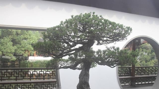  [要注意]树桩盆景什么最重要？“造景”是第一位，人工造景需要什么技巧？