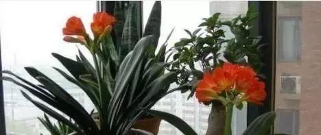  [叶绿]张大爷养花有秘诀，家里的君子兰根壮叶绿，蹭蹭长花箭！