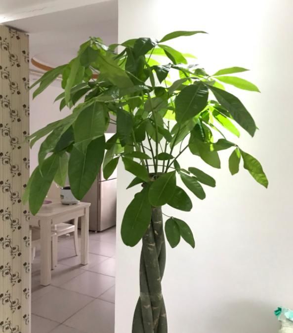  [绿植]最耐旱的绿植，越不浇水越长得好，一浇水就烂根！