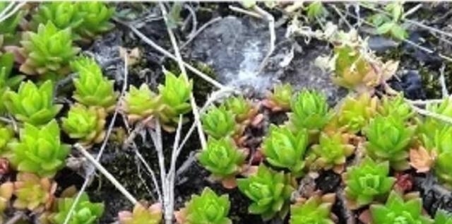 1种“野草”，农村河边常见，挖一点养盆里，比吊兰多肉好看！