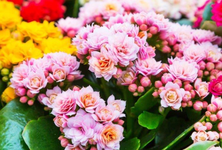 「适合」5种花适合夏天养,开花爆盆花期长,繁花似锦,花色美轮美奂