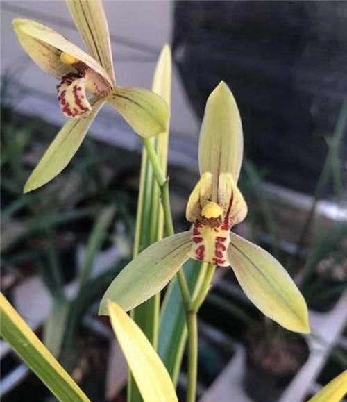  铭品■花叶“双艺”的兰花铭品，花香出众，花量惊人，最完美的线艺之作