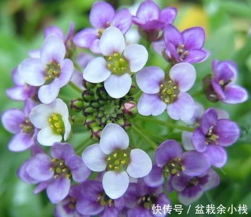 『艳丽』喜欢养护花卉,就养护花朵美丽,花色艳丽,花期长的5种花卉