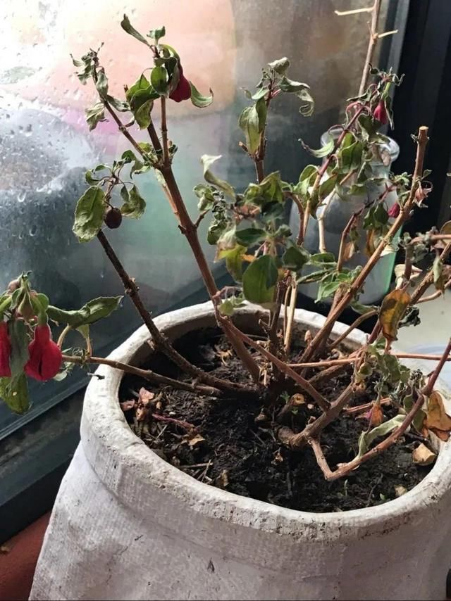  「图片作者」10种花，春天不能晒，躲屋里最安全！