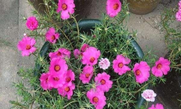  「开花真」不会养花？这3种花，一个枝丢盆里就活，开花一大盆，一年开3季