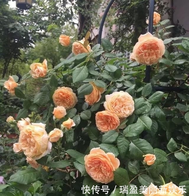  「平方」有了30平方的小院，能将日子过成了诗？简单而精致，优雅而从容！