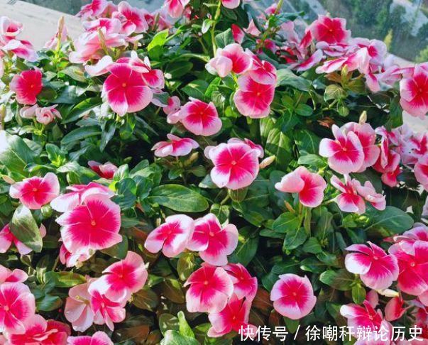  [漂亮]家里养花，就选4种“耐旱花”，好养又漂亮，开成小花海！