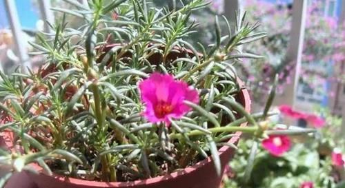 「高温」这“2种”花,高温天也能“花开不断”,让你整个夏天都有花可赏