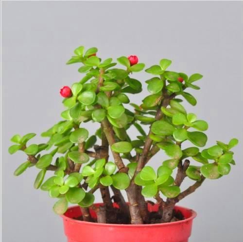  「植物」金枝玉叶养成老桩，根系粗壮价值高，不知道的还以为是马齿苋