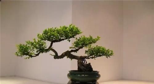  「出名」中国哪的盆景最出名？