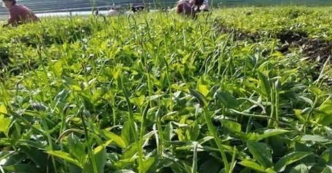 当年被农村人唾弃的野草，如今城市里价格飞涨，几十元一斤