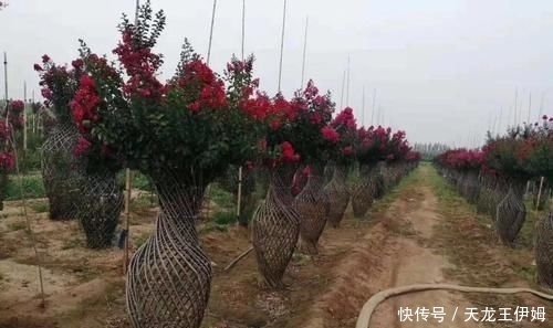 「世界」造型紫薇'观音花瓶'开花盛景,真是一花一世界,一岁一枯荣