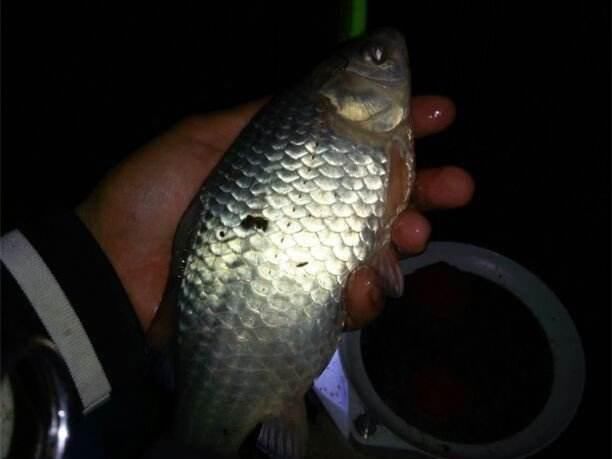  需注意■早春筏钓需注意，饵料手法和搭配，这三点却一不可