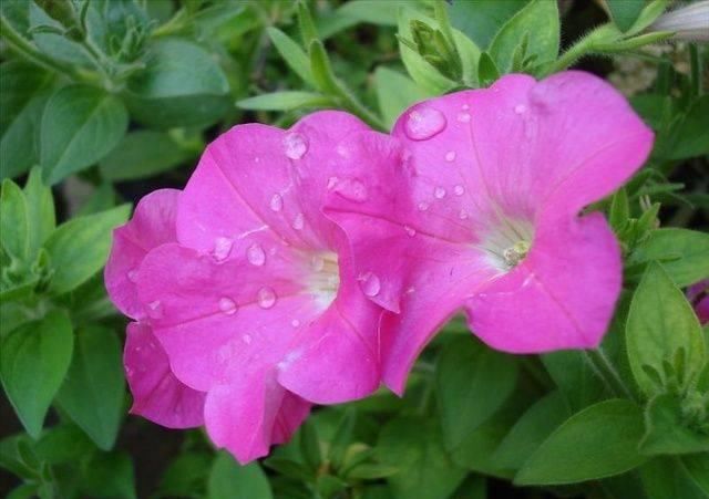  「矮牵牛的繁」这两种花都叫“牵牛花”，却一个“高”一个“矮”