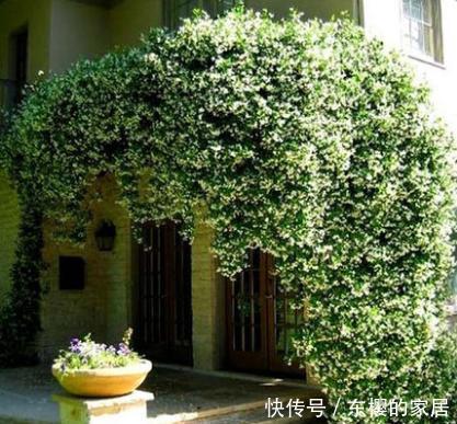  香飘|院子里不要乱种花，五一后此花要栽2棵，花开190天，香飘满院