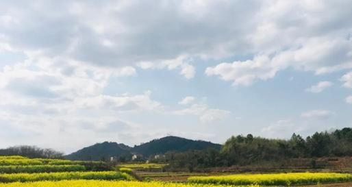  「春风」发现春天：三月的油菜花